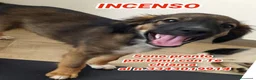 Meticcio cani in regalo: INCENSO 💙 IL CUCCIOLO COL SORRISO - Annuncio 1