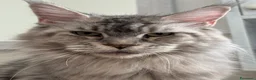 Maine Coon gatti in vendita: Cuccioli di Maine Coon - Annuncio 2