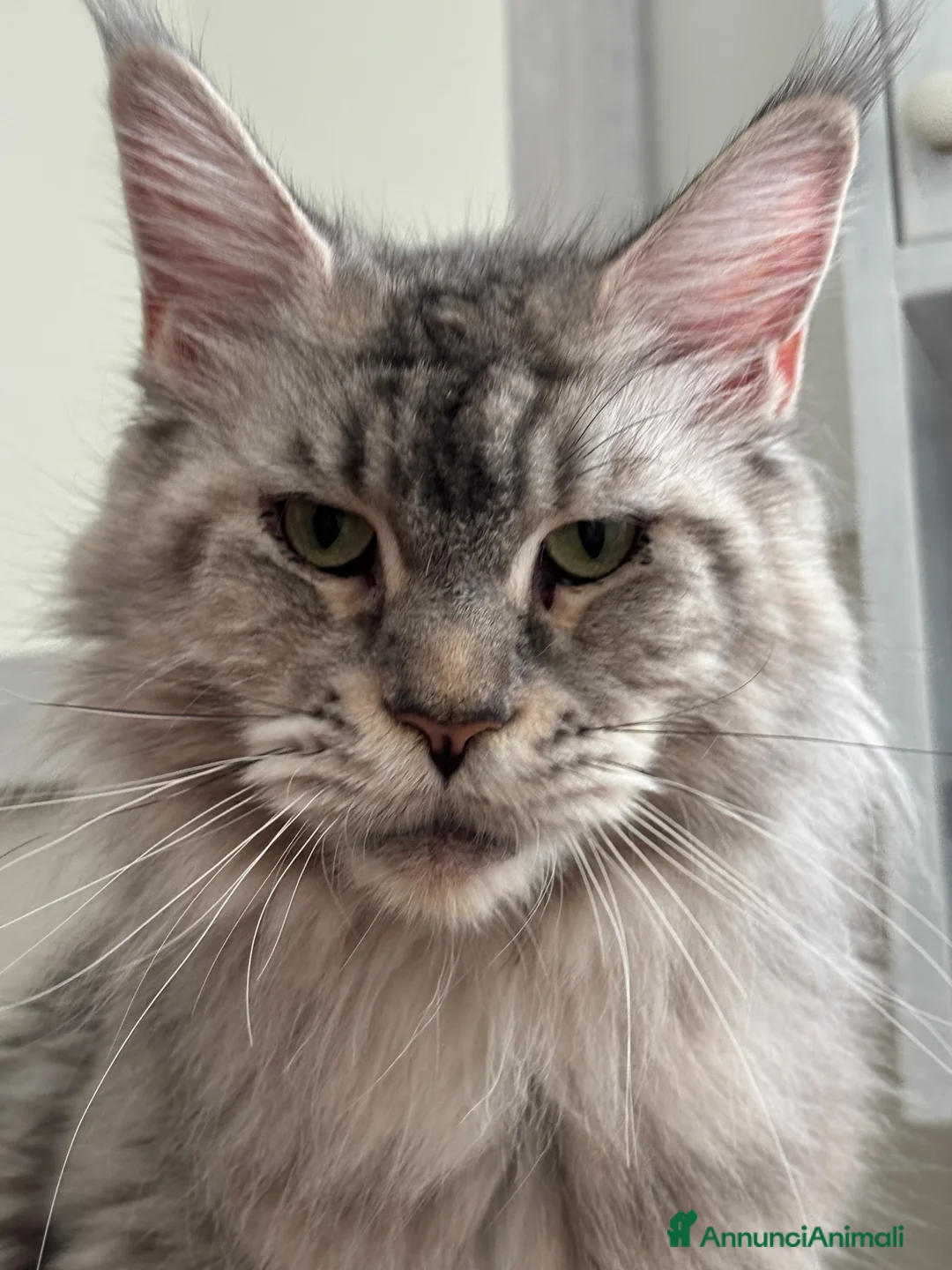Maine Coon gatti in vendita: Cuccioli di Maine Coon - Annuncio 2
