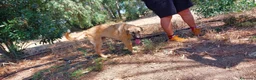 Meticcio cani in regalo: Mix pastorini sui 5mesi IN PERICOLO!!SOS CAGLIARI - Annuncio 5