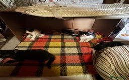 Meticcio gatti in regalo: Regalasi gattini - Immagine 1