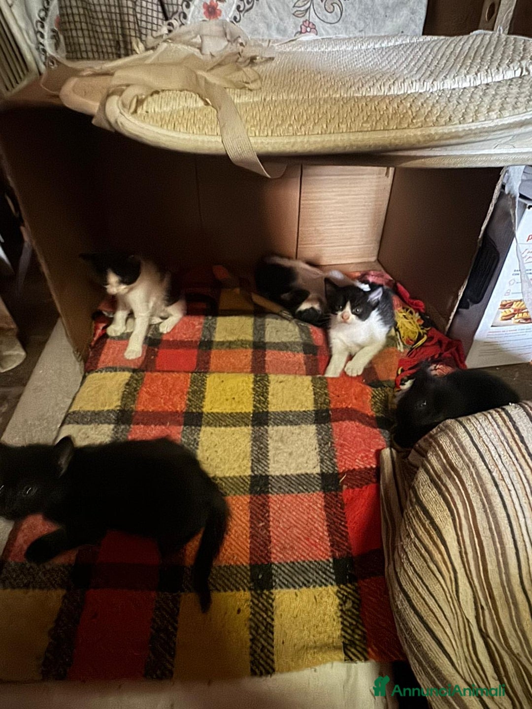 Meticcio gatti in regalo: Regalasi gattini - Immagine 1