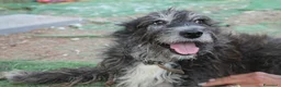 Meticcio cani in regalo: DOLCE CHERY IN REGALO - Annuncio 5