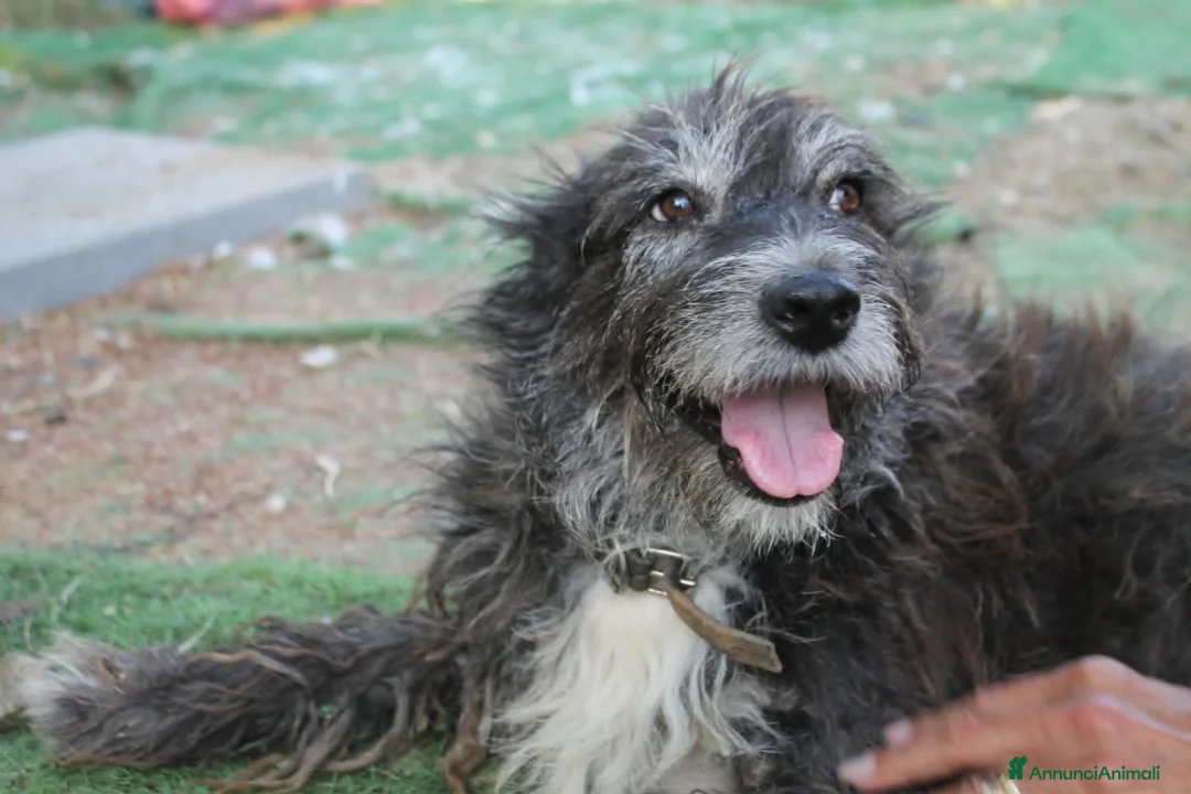 Meticcio cani in regalo: DOLCE CHERY IN REGALO - Annuncio 5