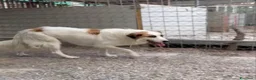 Meticcio cani in regalo: Sofia: amichevole e tranquilla, dolce con tutti  - Annuncio 3