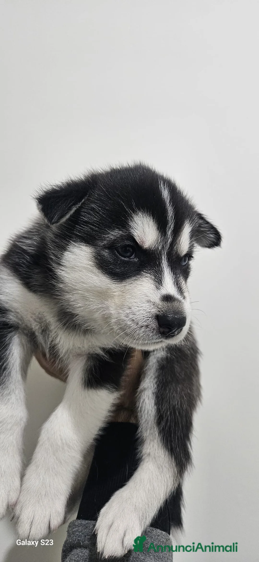 Husky cani in vendita: Cuccioli di siberian husky  - Annuncio 2