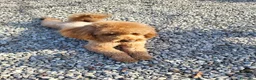 Barboncino cani in vendita: Cuccioli di barboncino - Annuncio 4