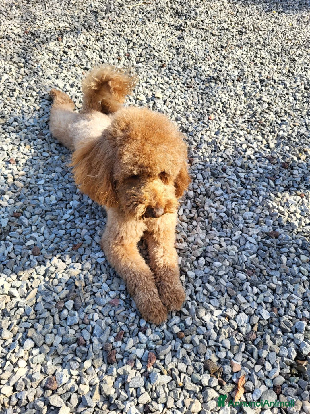 Barboncino cani in vendita: Cuccioli di barboncino - Annuncio 4