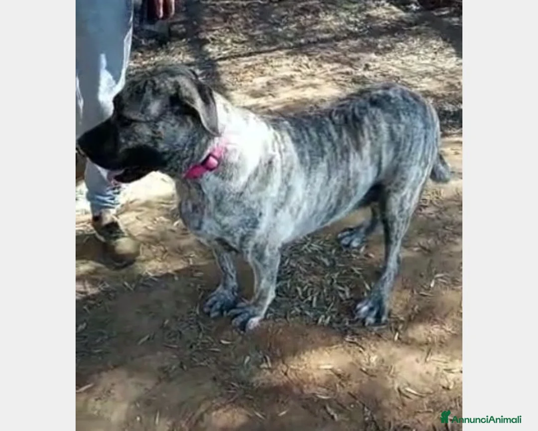 Meticcio cani in regalo: Simil Corso tigrata 3anni salvata URGE CASA ROMA a Roma - Annuncio 3