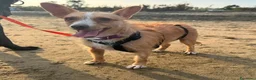 Meticcio cani in regalo: Agata dolce cagnolina taglia piccola cerca casa  - Annuncio 4