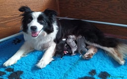 Border Collie cani in vendita: Cuccioli Border Collie a Città Metropolitana di Torino - Immagine 16