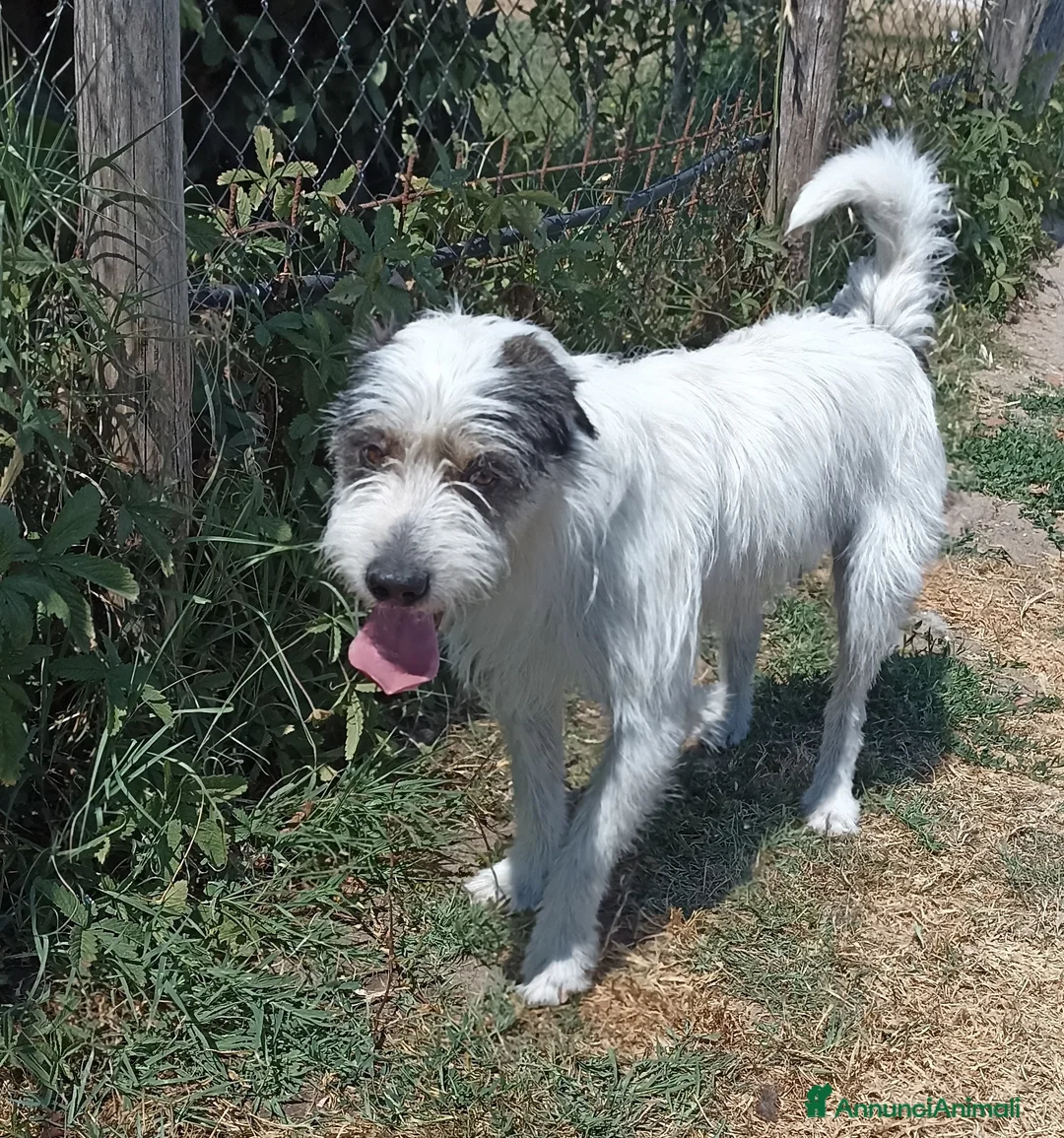 Spinone cani in regalo: CIRILLO spinoncino molto carino a Provincia di Latina - Annuncio 8