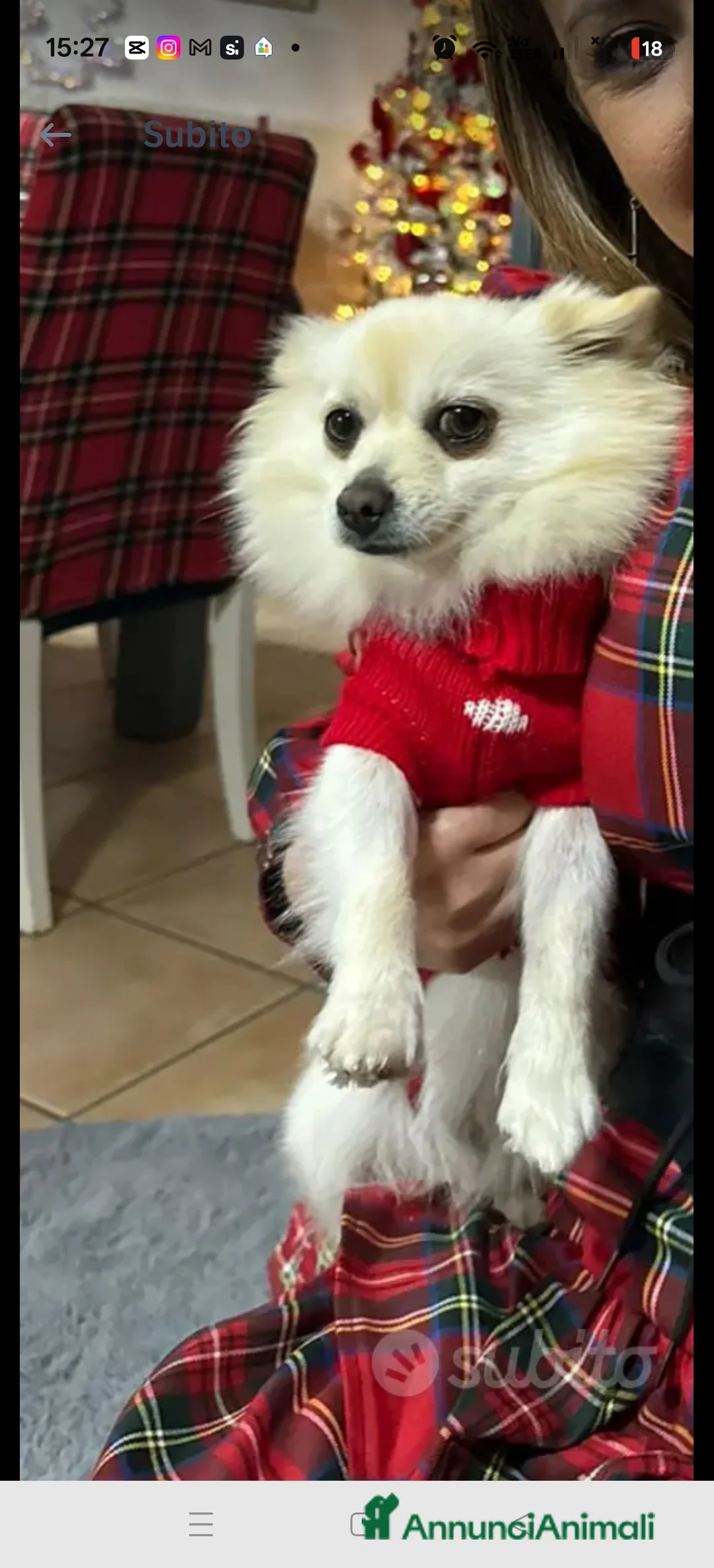 Spitz cani in vendita: Spitz  - Annuncio 1