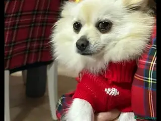 Spitz cani Spitz - Annuncio 2