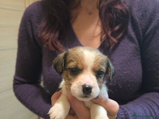 Jack Russell cani Cuccioli Jack Russell Terrier - Annuncio 2