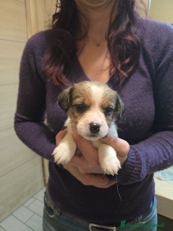 Jack Russell cani Cuccioli Jack Russell Terrier - Annuncio 1