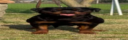 Rottweiler cani in vendita: Cuccioli di Rottwelier con pedigree  - Annuncio 11