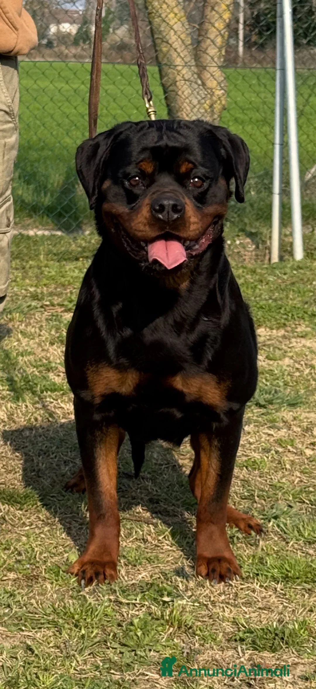 Rottweiler cani in vendita: Cuccioli di Rottwelier con pedigree  - Annuncio 11