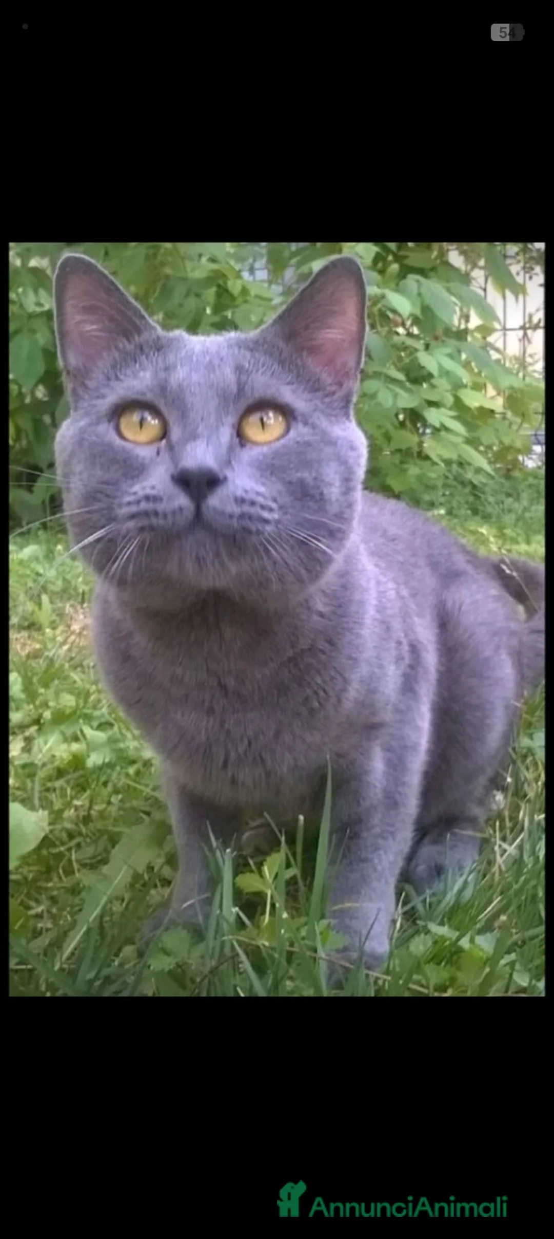 Certosino gatti per accoppiamento: STALLONE GATTO CERTOSINO X MONTA  - Annuncio 2