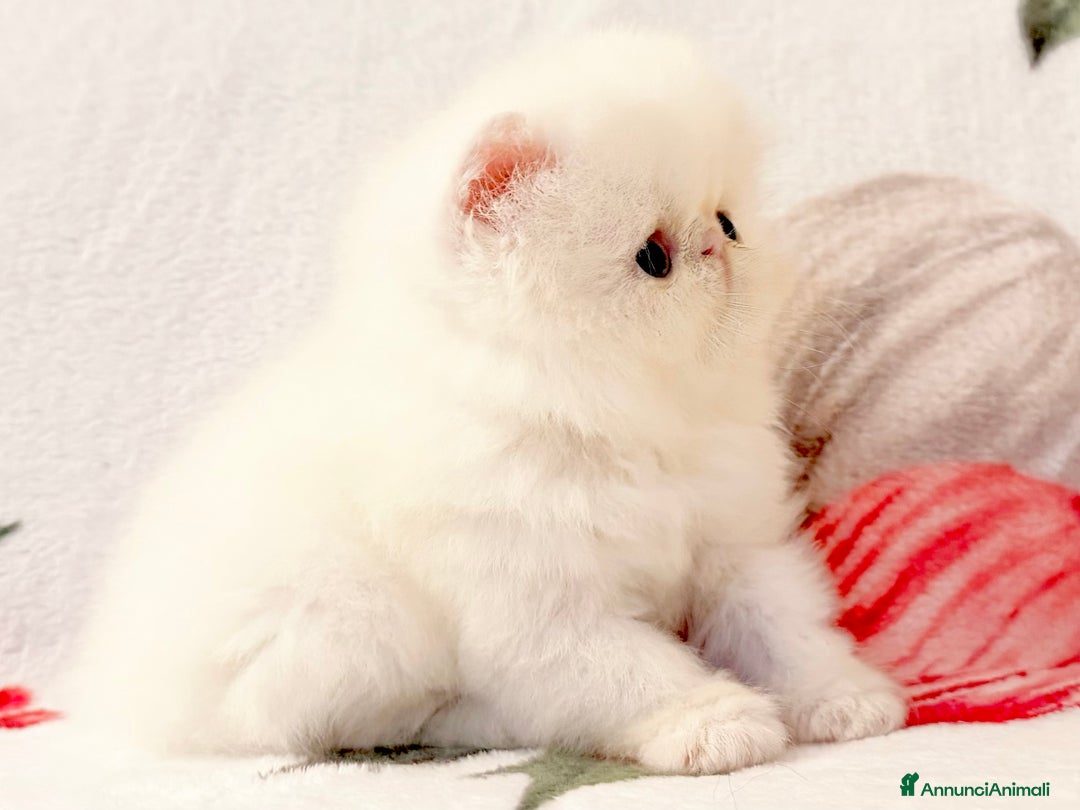 Persiano gatti in vendita: Cuccioli di gatto persiano - Annuncio 3