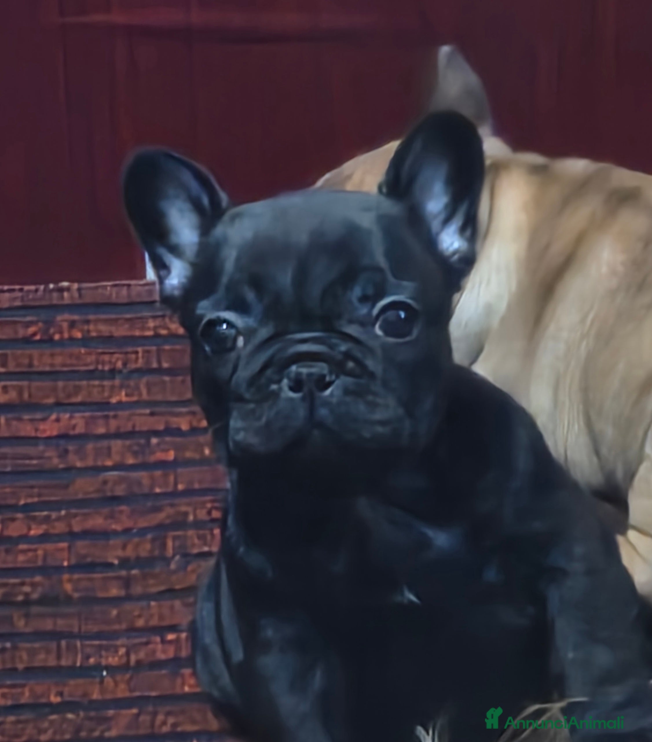 Bulldog Francese cani Cucciola bulldog francese  - Annuncio 1