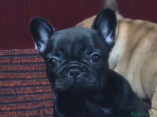 Bulldog Francese cani Cucciola bulldog francese - Annuncio 1