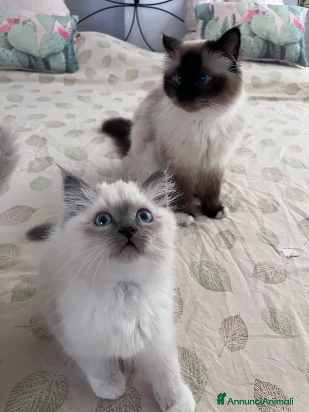 Sacro di Birmania gatti in vendita: Sacro di Birmania Blue Point  - Annuncio 2
