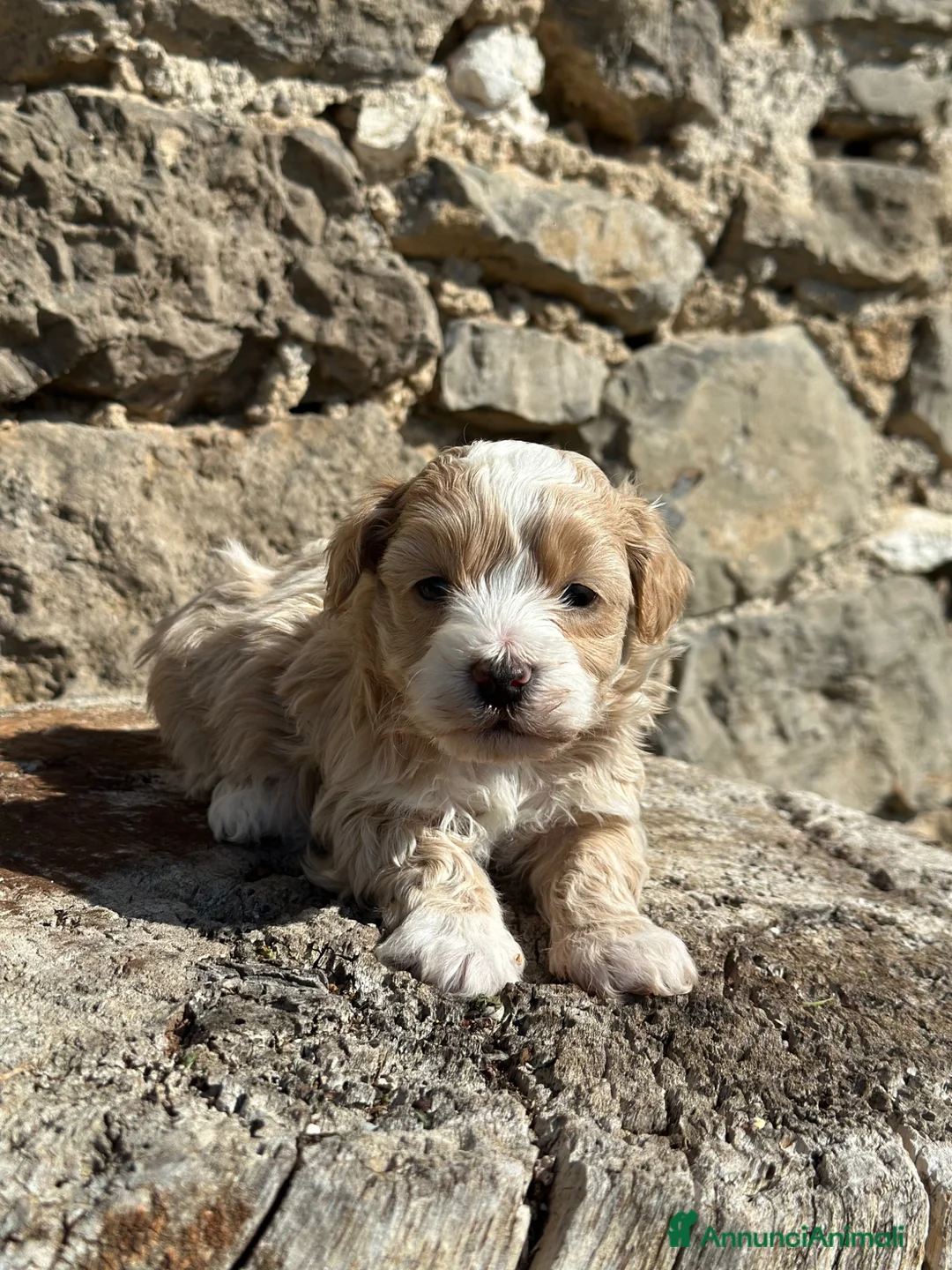 Maltipoo cani in vendita: Cuccioli Maschi di Maltipoo - Annuncio 1