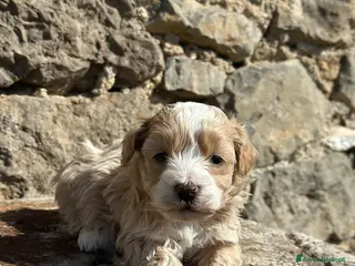Maltipoo cani Cuccioli Maschi di Maltipoo - Annuncio 1