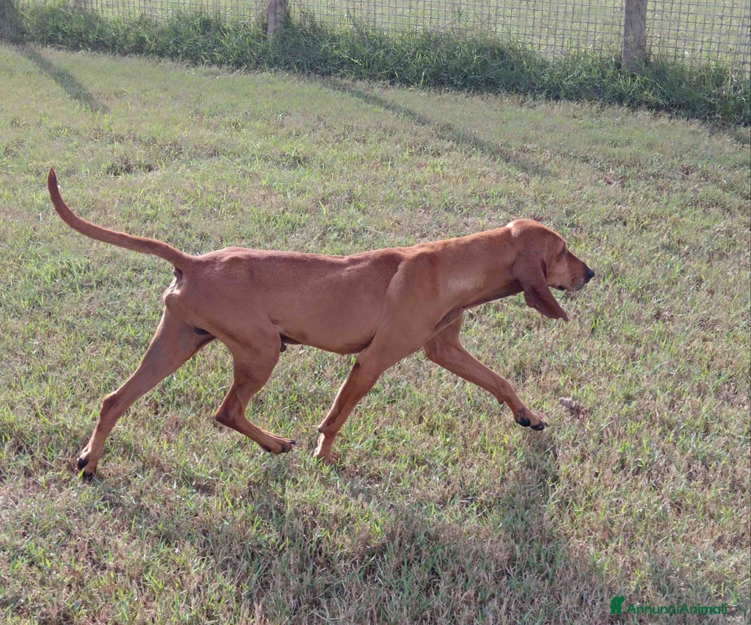 Segugio cani in regalo: Sega – segugio coclor nocciola in adozione a Provincia di Latina - Annuncio 5