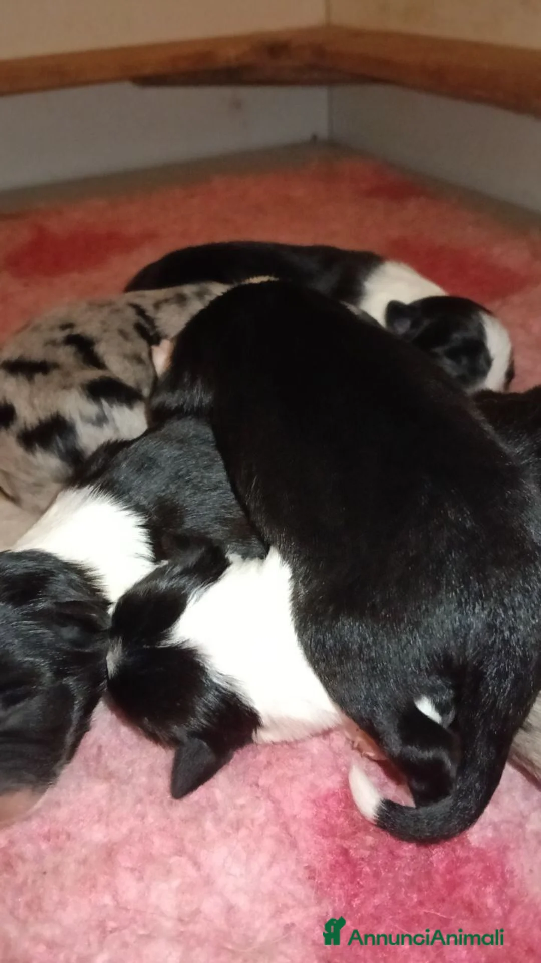 Border Collie cani in vendita: Border Collie - Croce del Nord - Annuncio 2