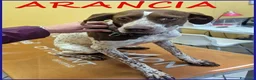 Meticcio cani in regalo: ARANCIA bella timidina - Annuncio 1