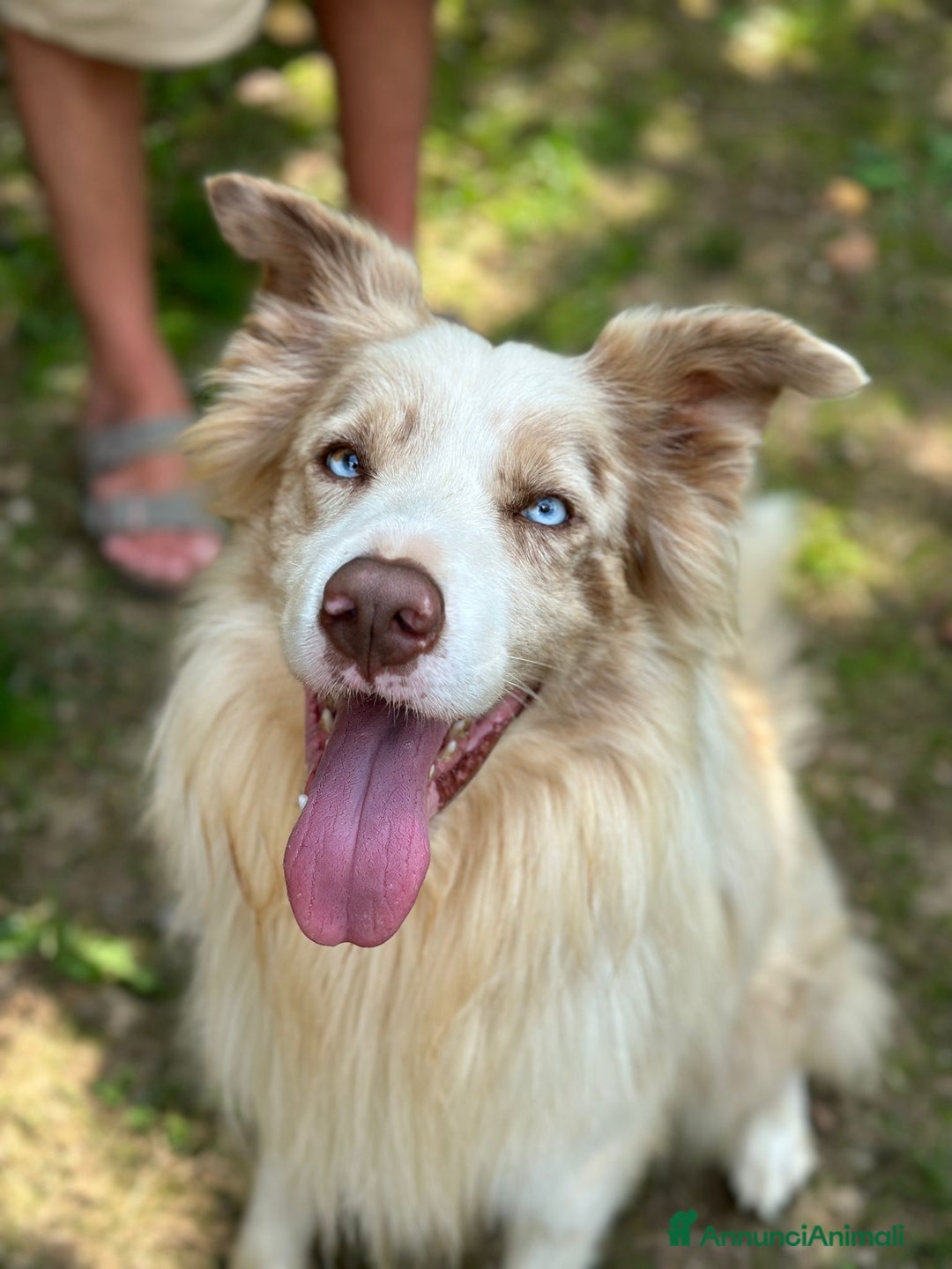 Border Collie cani in vendita: Cuccioli Border Collie a Città Metropolitana di Torino - Immagine 20
