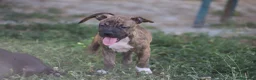 Pitbull cani in vendita: Cuccioli Pit Bull con pedigree anche a rate - Annuncio 34