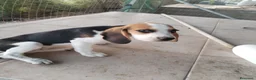 Beagle cani in vendita: Bellissimi cuccioli Beagle  - Annuncio 3