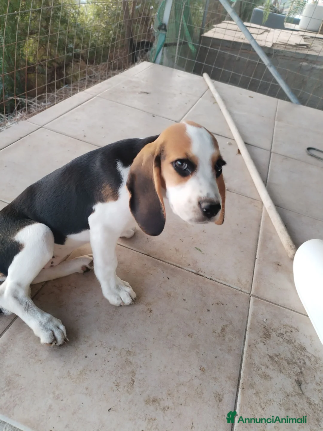 Beagle cani in vendita: Bellissimi cuccioli Beagle  - Annuncio 3