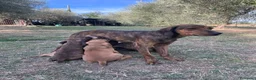 Segugio Maremmano cani in vendita: Cucciolata segugi maremmani  - Annuncio 2