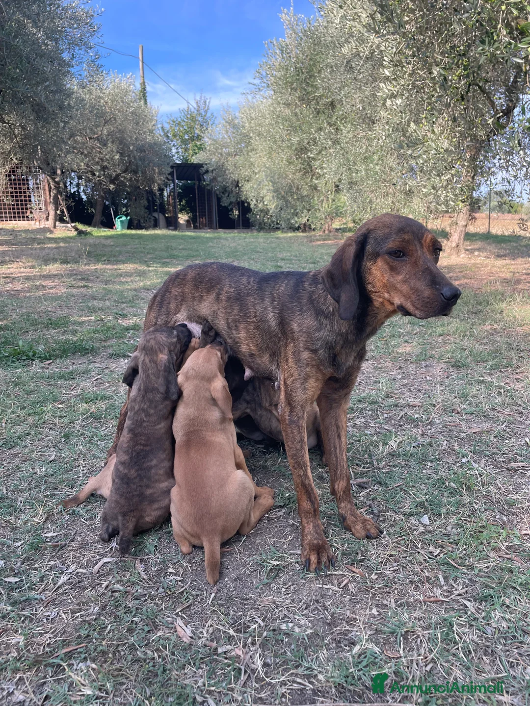 Segugio Maremmano cani in vendita: Cucciolata segugi maremmani  - Annuncio 2