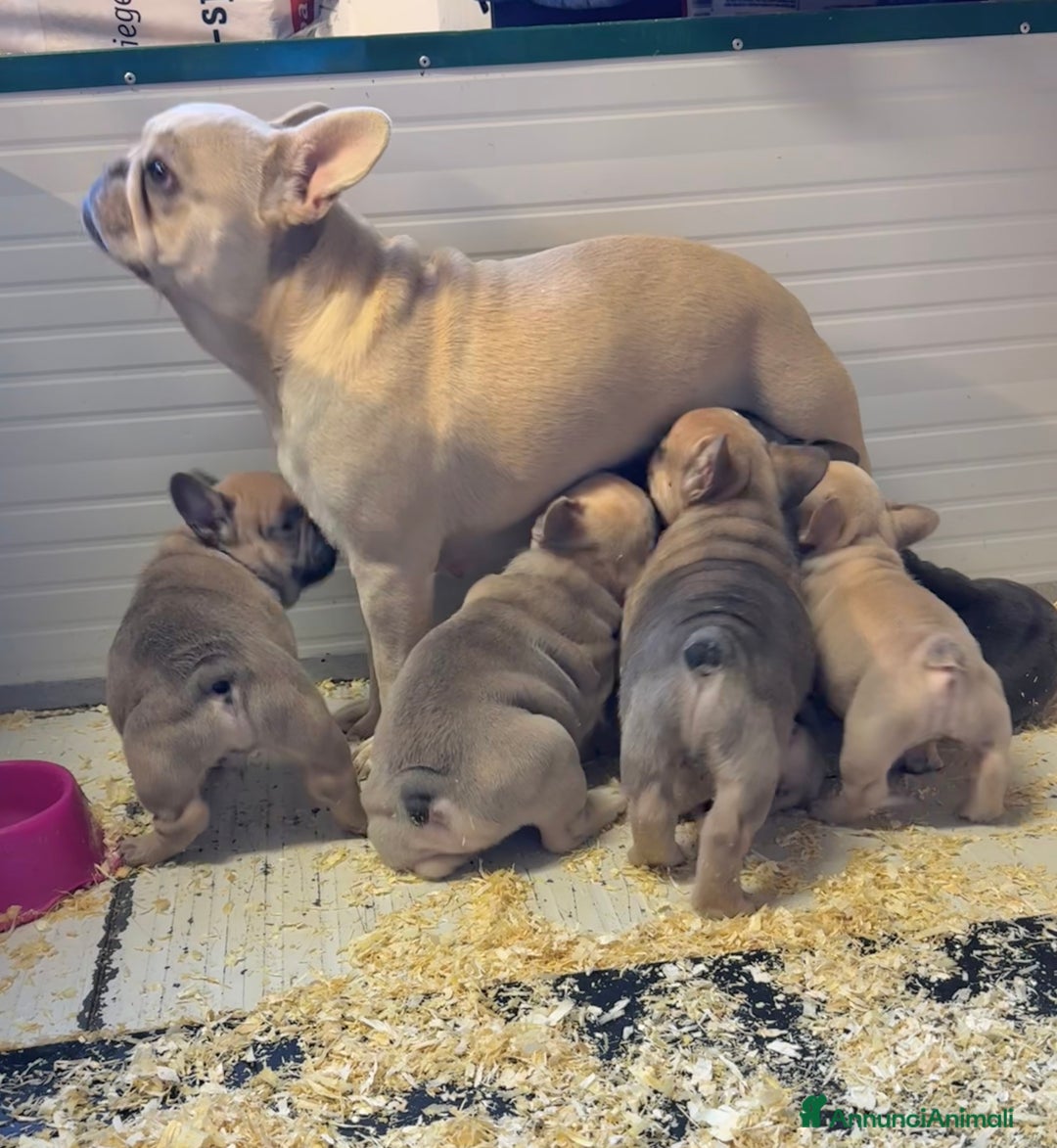 Bulldog Francese cani in vendita: Bulldog francese  - Annuncio 9