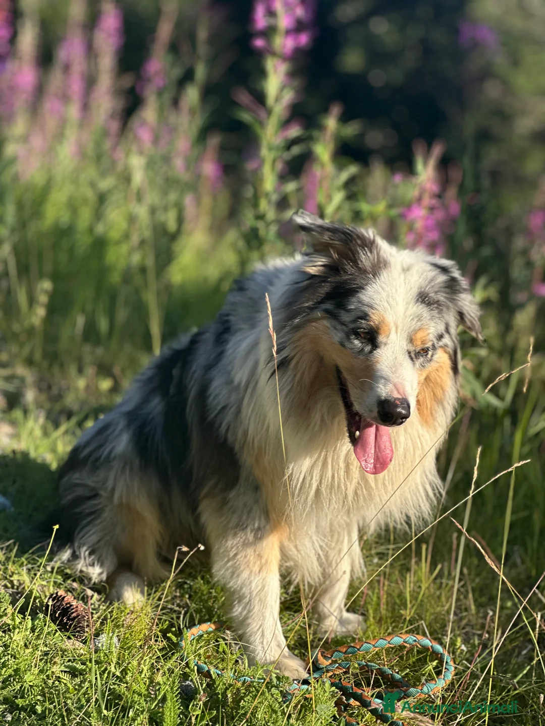 Australian Shepherd cani per accoppiamento: Australian Sheperd Blu merle con pedigree. - Annuncio 4