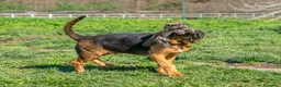 Bloodhound cani in vendita: Cuccioli Bloodhound  - Annuncio 5