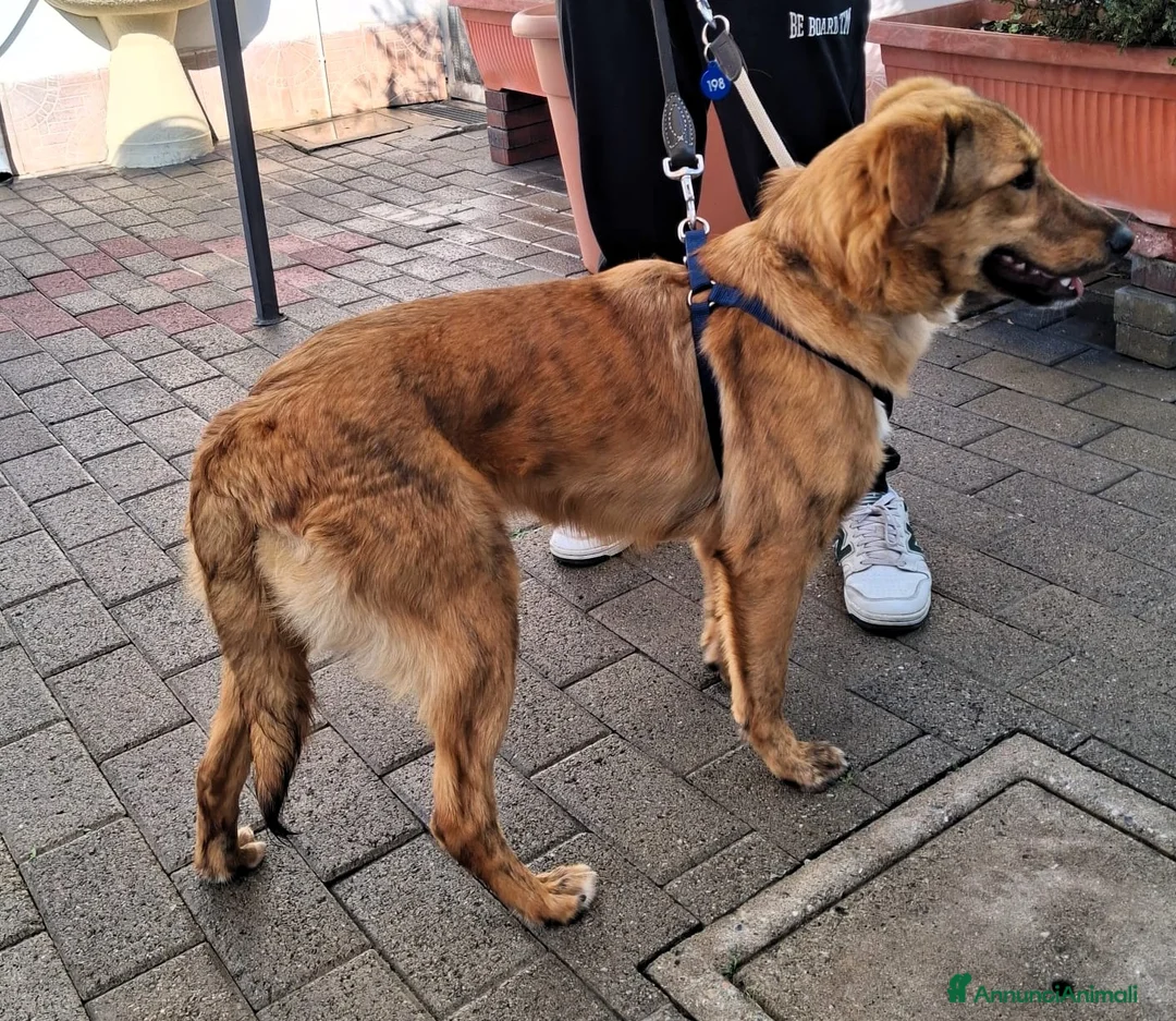 Meticcio cani in regalo: PAPRIKA DOLCE CAGNOLINA - Annuncio 2