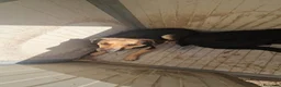 Meticcio cani in regalo: Andrea: 2 anni, timido e dolce - Annuncio 18