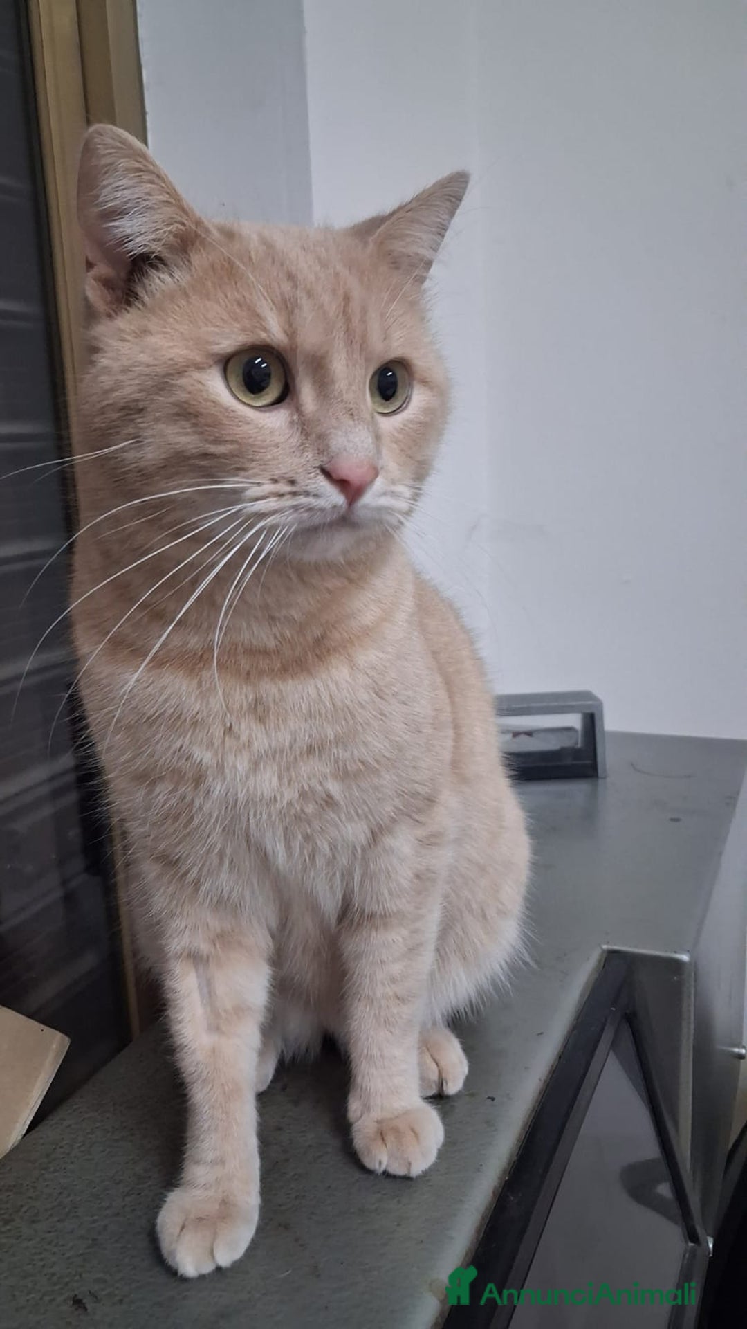 Meticcio gatti in regalo: GATTO SPECIALE  - Annuncio 1