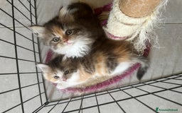 Persiano gatti in vendita: Gattine persiane normotipo  a Provincia di Reggio Emilia - Immagine 2