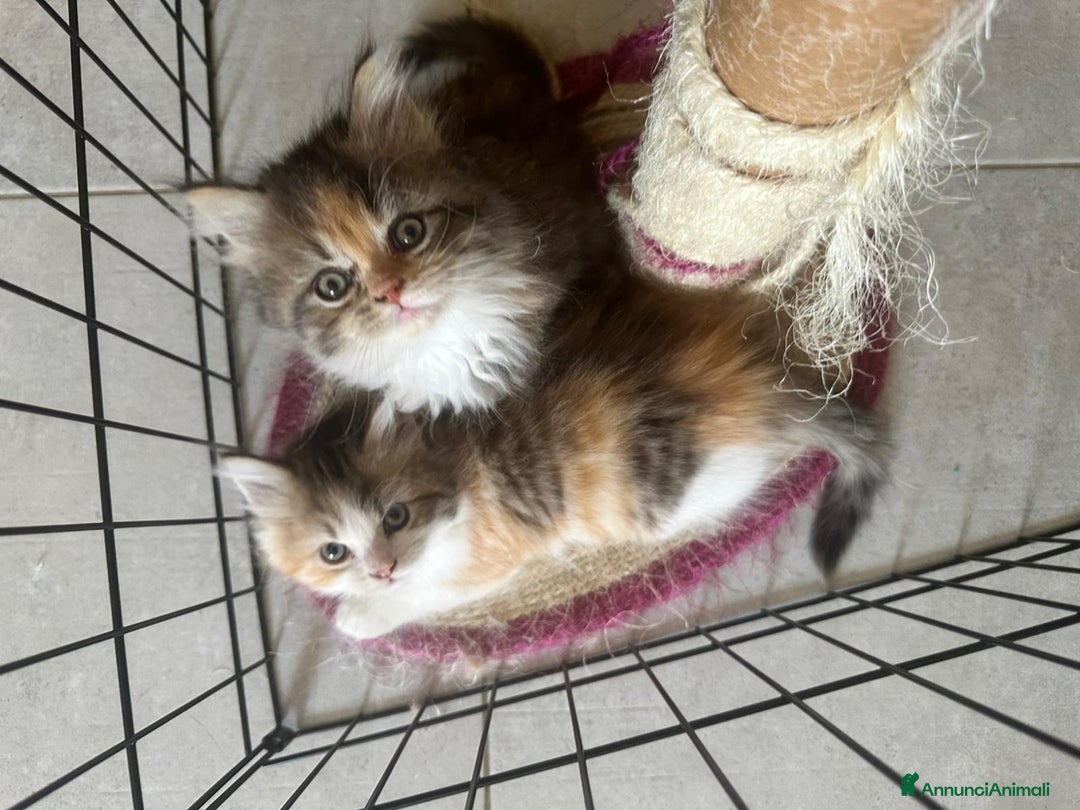 Persiano gatti in vendita: Gattine persiane normotipo  a Provincia di Reggio Emilia - Immagine 2