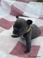 Bulldog Francese Cucciolo 5