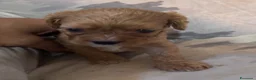 Cavapoo cani in vendita: Cuccioli di Cavapoo - Annuncio 23