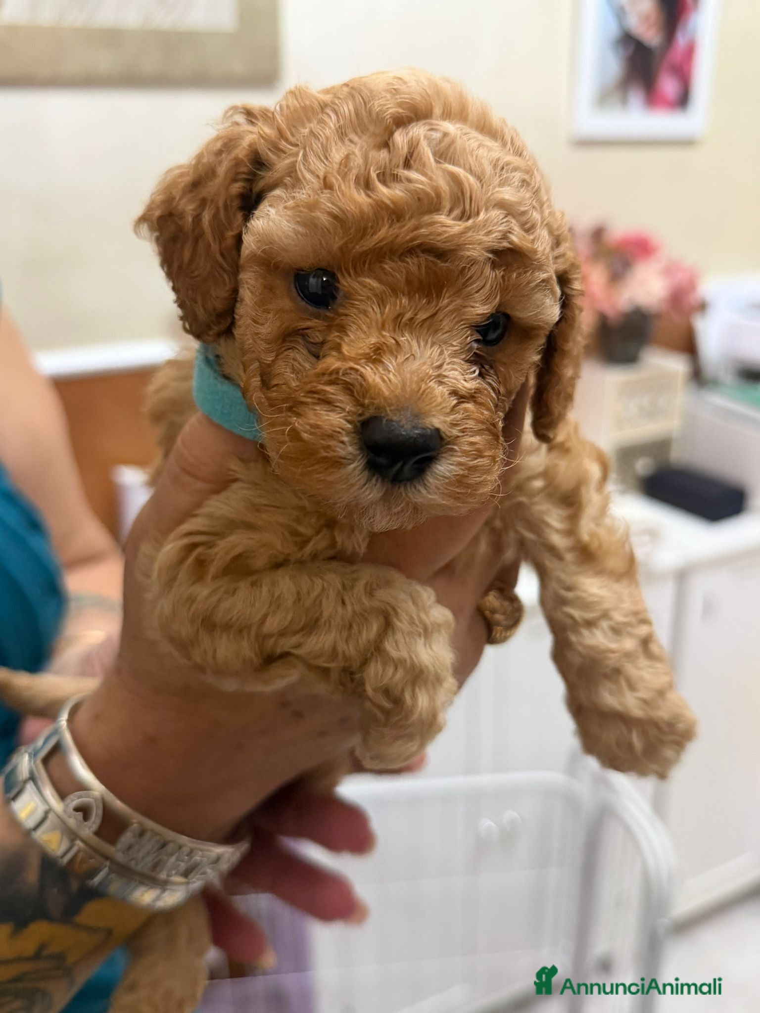 Barboncino Toy cani Cucciolata barboncini  - Annuncio 1