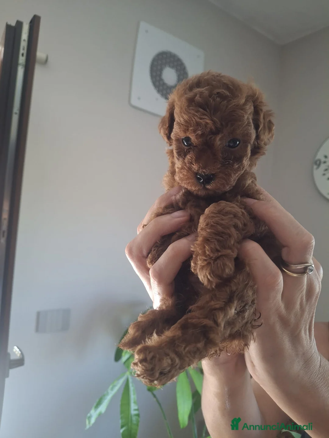 Barboncino cani in vendita: Barbonici Nano - Annuncio 2